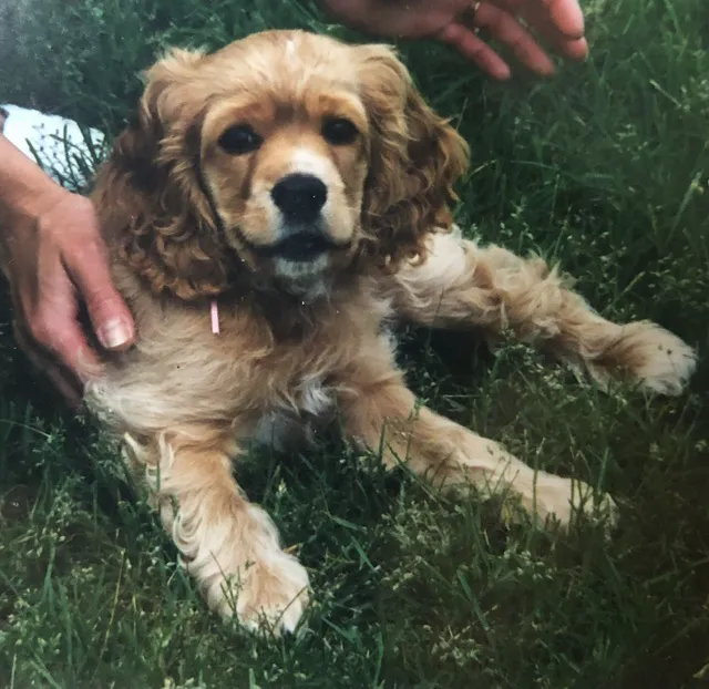 Broomall Animal Hospital Picture 6