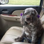Broomall Animal Hospital