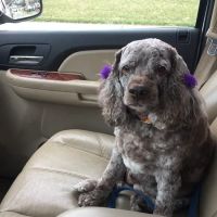 Broomall Animal Hospital ico