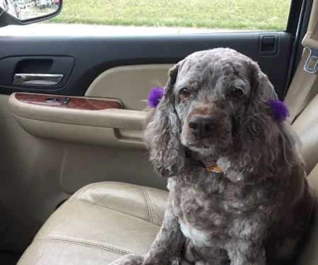 Broomall Animal Hospital