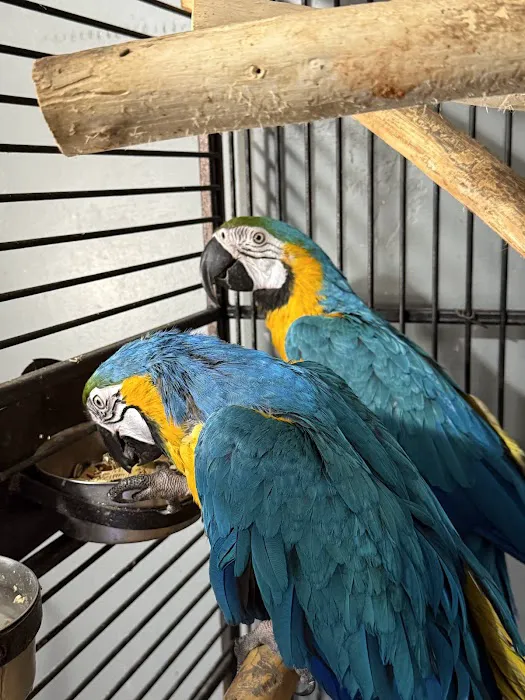 A&Serg Rehoming Birds Picture 5