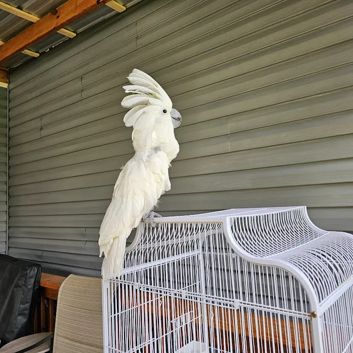 A&Serg Rehoming Birds Picture 10