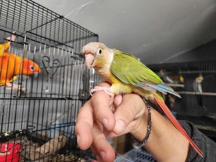 A&Serg Rehoming Birds Picture 9