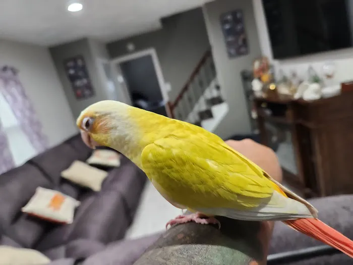 A&Serg Rehoming Birds Picture 7