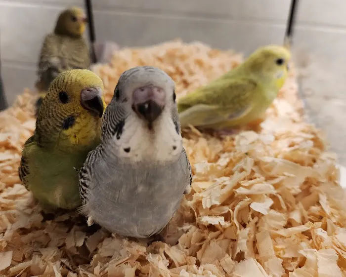 A&Serg Rehoming Birds Picture 1