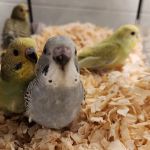 A&Serg Rehoming Birds