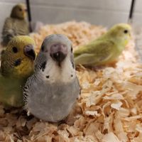 A&Serg Rehoming Birds ico