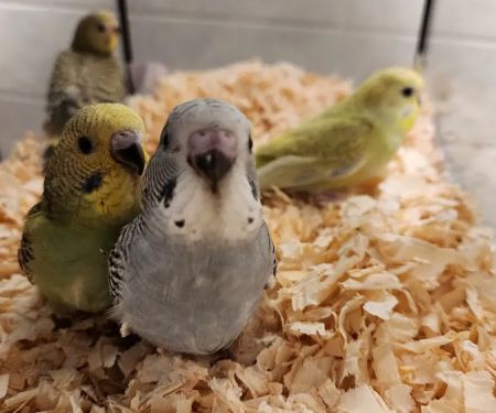 A&Serg Rehoming Birds