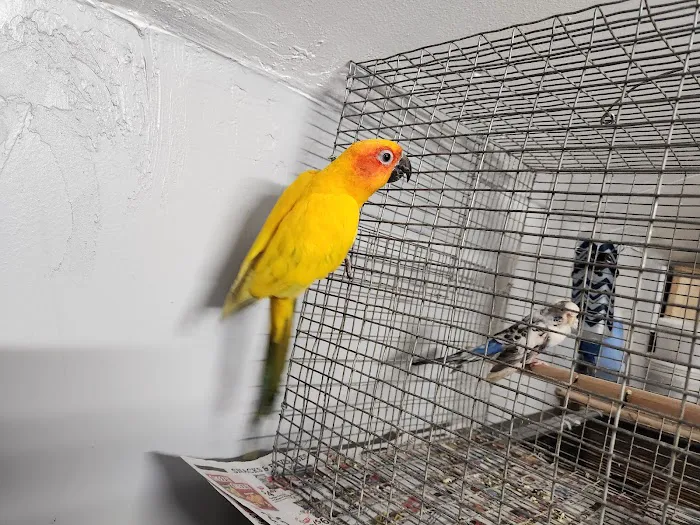 A&Serg Rehoming Birds Picture 6