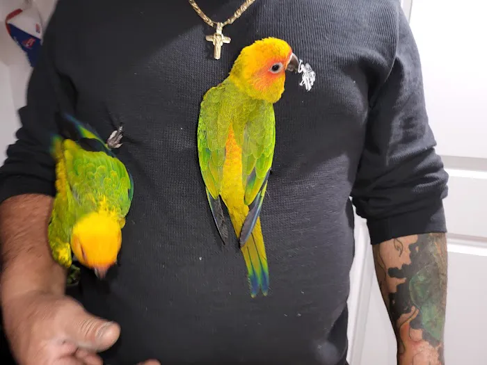 A&Serg Rehoming Birds Picture 4