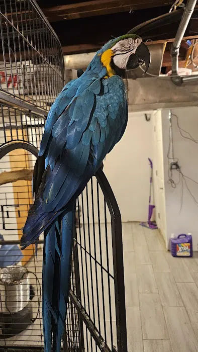 A&Serg Rehoming Birds Picture 8