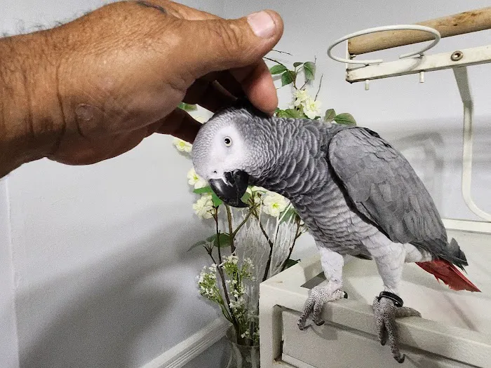 A&Serg Rehoming Birds Picture 3