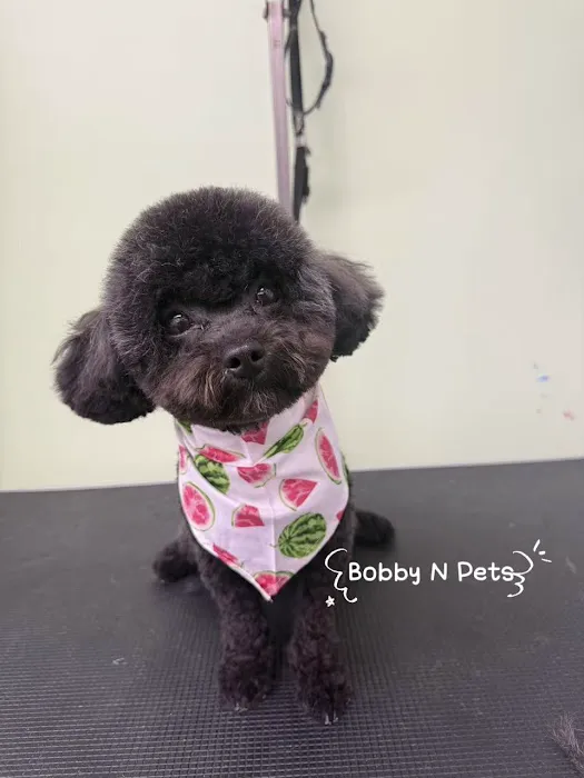 Bobby N’ Pets Picture 4