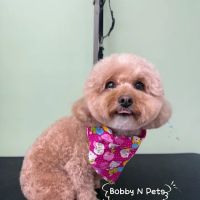 Bobby N’ Pets ico
