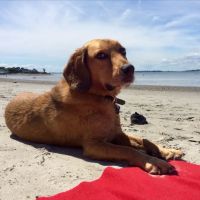 Ivens-Bronstein Veterinary Hospital ico