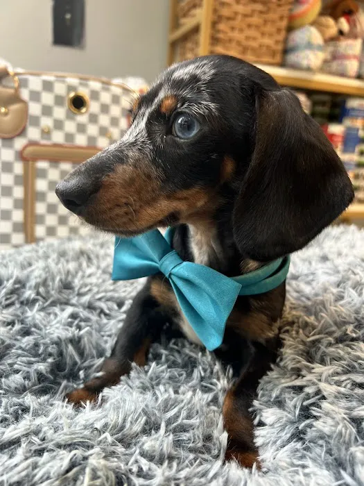 Vanity Pups Boutique Picture 2