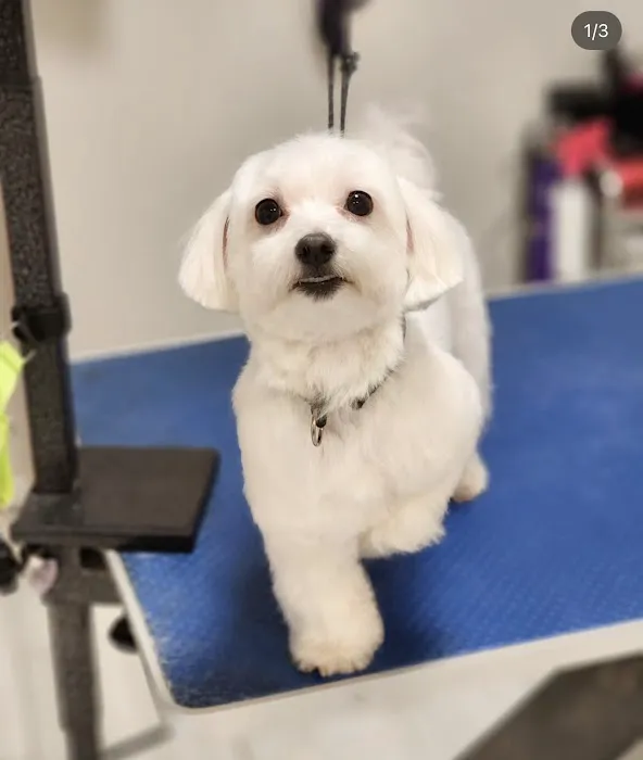 Vanity Pups Boutique Picture 9