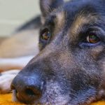 Pets First Veterinary Center