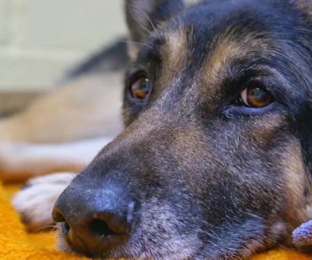 Pets First Veterinary Center