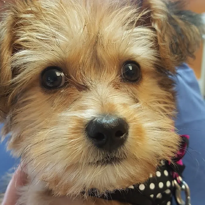 Pets First Veterinary Center Picture 3