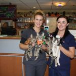 Bryn Mawr Veterinary Hospital