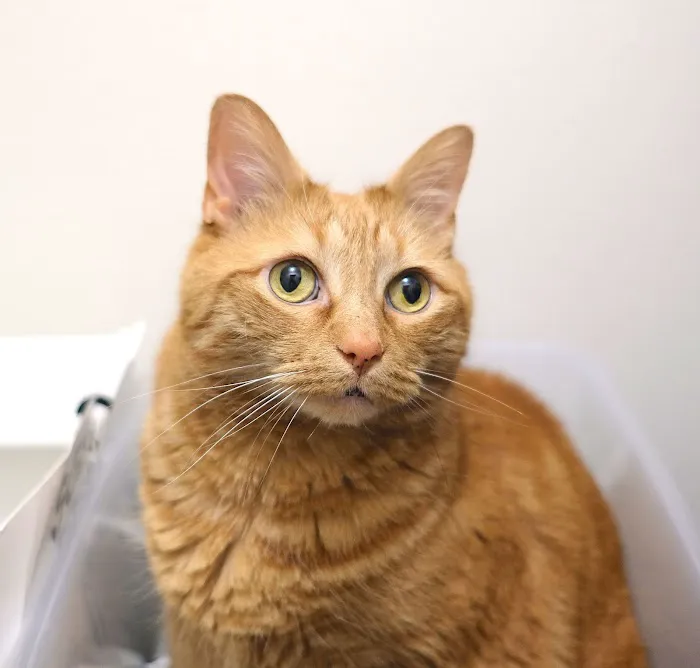 Bryn Mawr Veterinary Hospital Picture 2