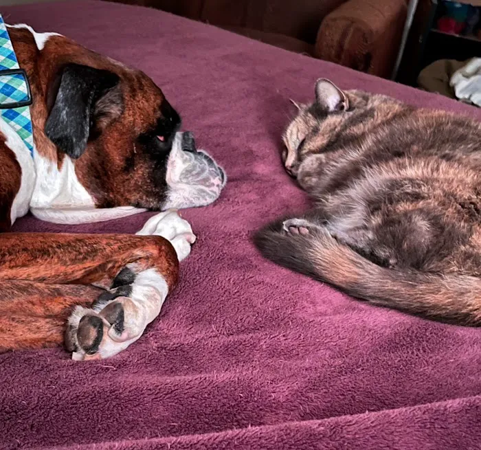 Bryn Mawr Veterinary Hospital Picture 8