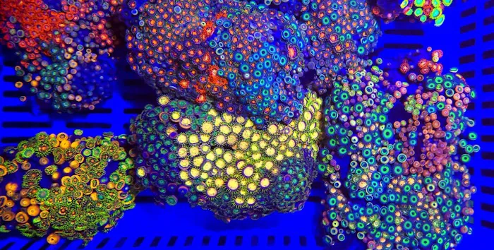 Frank's Frag Farm Picture 2