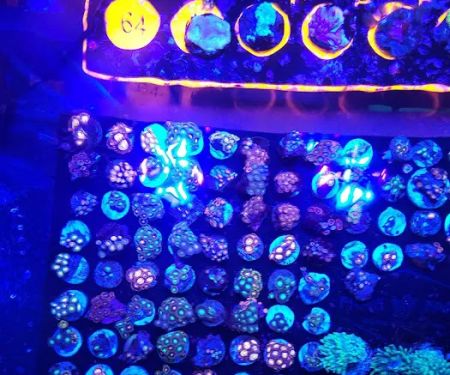 Frank's Frag Farm