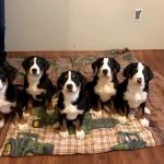 Joyful Animal Hospital