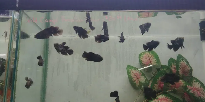 AquaScapeOnline Picture 1