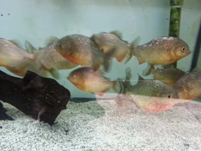 AquaScapeOnline Picture 8