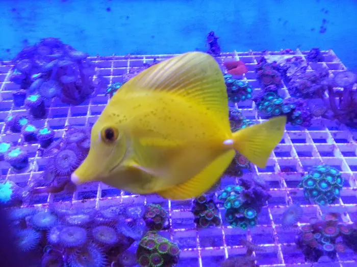 AquaScapeOnline Picture 10