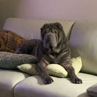 Dallago Dominic ico