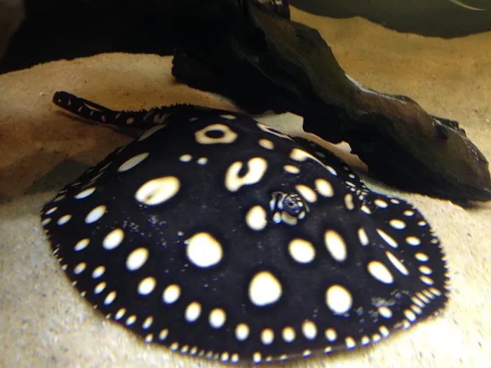 Aquarium Paradise Picture 10