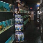 Aquarium Paradise