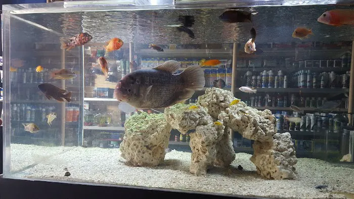Aquarium Paradise Picture 3