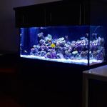 Reef Bar Aquarium Services