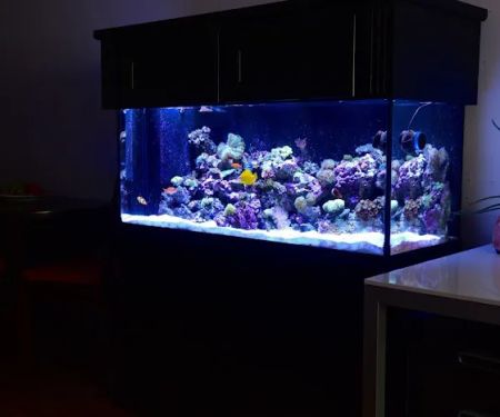 Reef Bar Aquarium Services