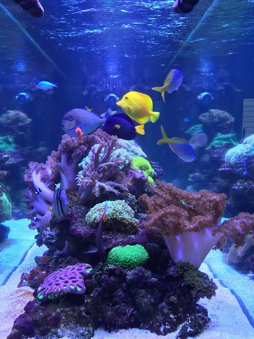 Reef Bar Aquarium Services Picture 3