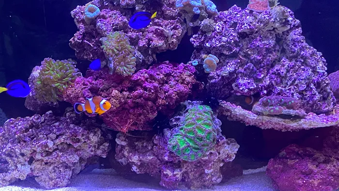 Reef Bar Aquarium Services Picture 5