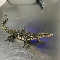 Street Road Animal Hospital ico
