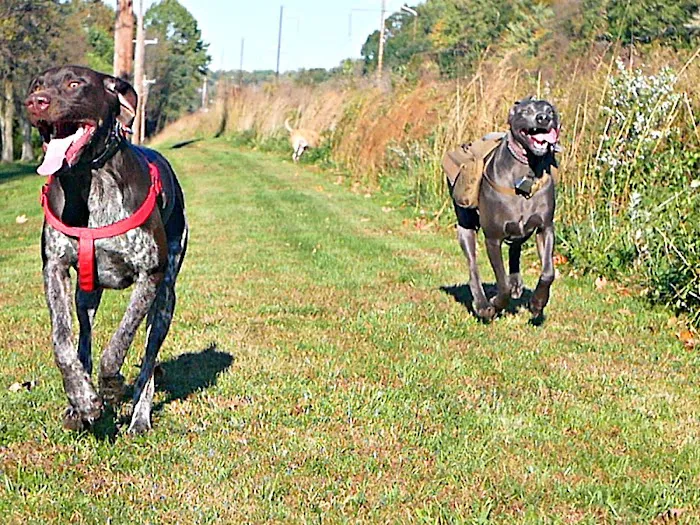 Street Road Animal Hospital Picture 7