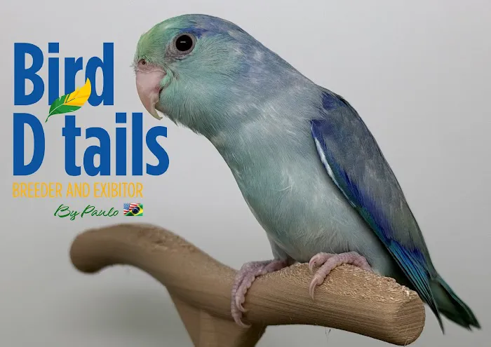 Bird Details by Paulo Picture 2