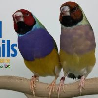 Bird Details by Paulo ico