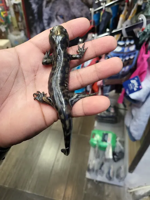 Tropical pets Picture 4