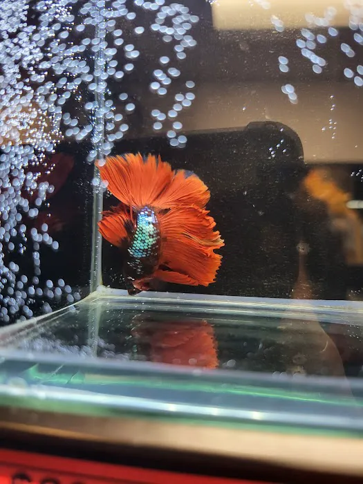 Tropical pets Picture 3