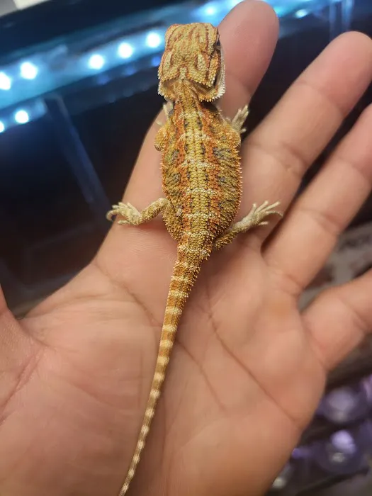 Tropical pets Picture 8