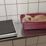 Bridgewater Veterinary Hospital (Bensalem)