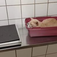 Bridgewater Veterinary Hospital (Bensalem) ico